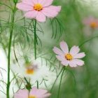 اجاره باغ و باغچه پذیرفته میشود در چهارباغ در گروه اجاره باغ میوه در یکمیوه