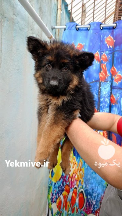 فروش توله ژرمن های اصیل در کرج در گروه سگ و گربه در یکمیوه -عکس3