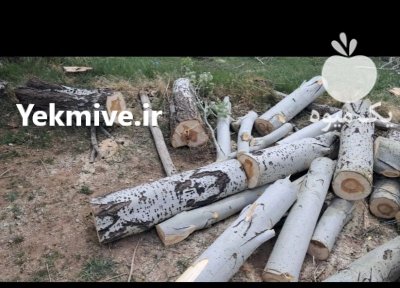 خریدار انواع چوب خشک تر نقد در اصفهان در گروه خرید و فروش چوب خشک در یکمیوه -عکس4