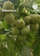 آگهی مشابه ثبت سفارش نهال در رویال نهال در قیدار در گروه خرید و فروش نهال در یکمیوه
