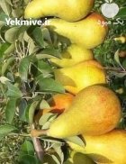 آگهی مشابه نهال در کامیاران در گروه خرید و فروش نهال در یکمیوه