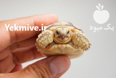بچه لاکپشت مهمیز دار ریز مشهد در خراسان رضوی در گروه حیوانات خانگی در یکمیوه -عکس1
