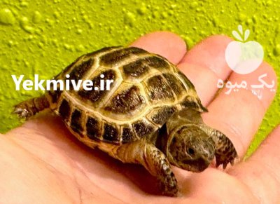 بچه لاکپشت مهمیز دار ریز مشهد در خراسان رضوی در گروه حیوانات خانگی در یکمیوه -عکس4