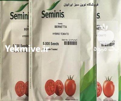 بذر گوجه برنتا کیفیت صادراتی در کرمان در گروه خرید و فروش بذر گوجه در یکمیوه -عکس1