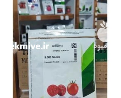 بذر گوجه برنتا اصل مخصوص کشاورزان در اصفهان در گروه خرید و فروش بذر گوجه در یکمیوه -عکس1