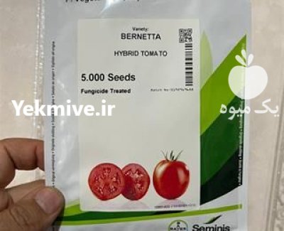 بذر گوجه برنتا صادراتی عملکرد بالا در هشتبندی در گروه خرید و فروش بذر گوجه در یکمیوه -عکس1
