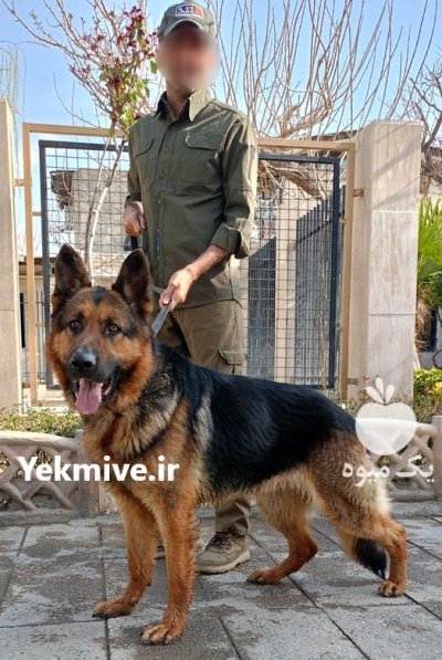 سگ ژرمن شپر شولان مخصوص نگهبانی در بوشهر در گروه سگ و گربه در یکمیوه -عکس1