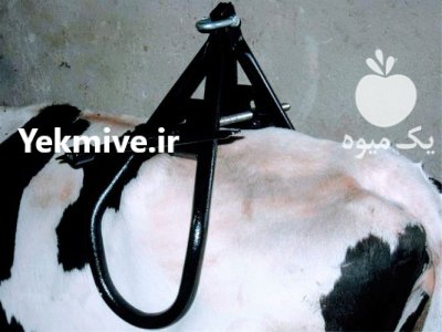 جک بلند کننده گاو جک زایمان در شیراز در گروه تجهیزات دامداری در یکمیوه -عکس1