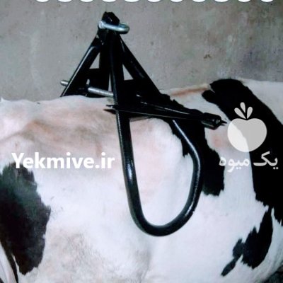 جک بلند کننده گاو جک زایمان در شیراز در گروه تجهیزات دامداری در یکمیوه -عکس3