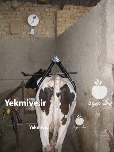 جک بلند کننده گاو جک زایمان در شیراز در گروه تجهیزات دامداری در یکمیوه -عکس4