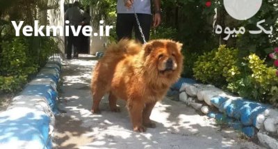 انواع سگ های نژاددار اصیل در اصفهان در گروه سگ و گربه در یکمیوه -عکس1