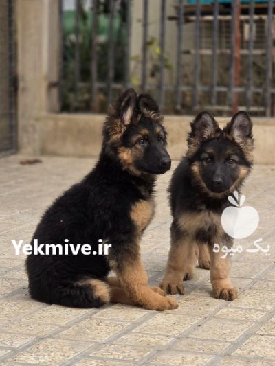انواع سگ های نژاددار اصیل در اصفهان در گروه سگ و گربه در یکمیوه -عکس3