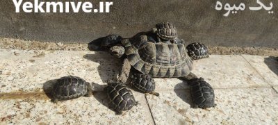 لاکپشت لاکپشت خاکی کرج در البرز در گروه حیوانات خانگی در یکمیوه -عکس2