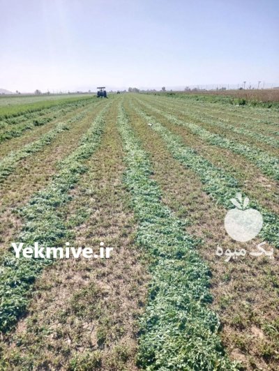 یونجه درجه یک خوزستان در سماله در گروه خوراک دام و طیور در یکمیوه -عکس1