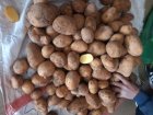 سیب زمینی درجه 123 لوکس در داران  در گروه خرید و فروش سیب زمینی در یکمیوه