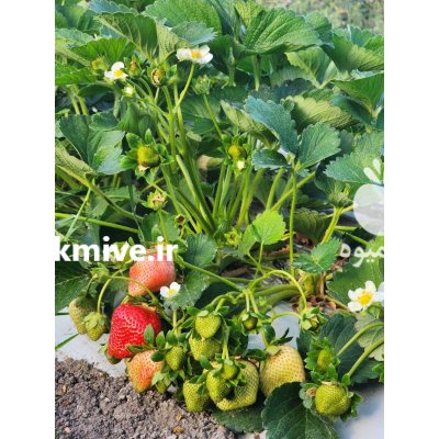 توت فرنگی در نورآباد در گروه خرید و فروش توت فرنگی در یکمیوه -عکس2
