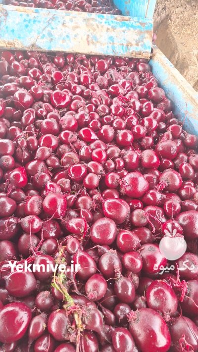 فروش محصولات کشاورزی دزفول برا صادرات در خوزستان در گروه خرید و فروش محصولات کشاورزی در یکمیوه -عکس2