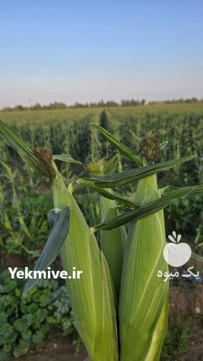 فروش محصولات کشاورزی دزفول برا صادرات در خوزستان در گروه خرید و فروش محصولات کشاورزی در یکمیوه -عکس4