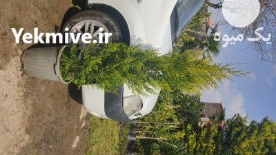 کاج لاوسون 15 متری ریشه پرس در قائم شهر در گروه خرید و فروش و قیمت کاج در یکمیوه -عکس1