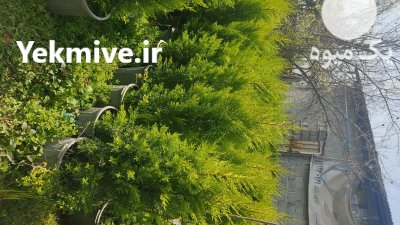 کاج لاوسون 15 متری ریشه پرس در قائم شهر در گروه خرید و فروش و قیمت کاج در یکمیوه -عکس2