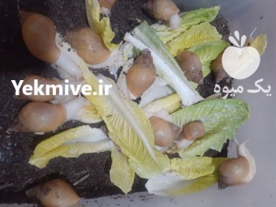 حلزون اچاتینا در بجنورد در گروه انواع محصولات شیلات در یکمیوه -عکس2