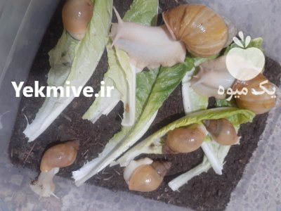 حلزون اچاتینا در بجنورد در گروه انواع محصولات شیلات در یکمیوه -عکس1