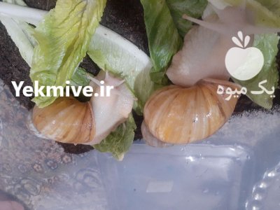 حلزون اچاتینا در بجنورد در گروه انواع محصولات شیلات در یکمیوه -عکس3