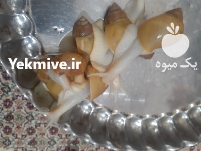 حلزون اچاتینا در بجنورد در گروه انواع محصولات شیلات در یکمیوه -عکس4
