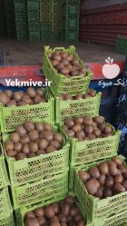 آگهی مشابه کیوی پرتقال انواع صیفی جات جنوب در آستارا در گروه حق العمل کاری محصولات کشاورزی در یکمیوه