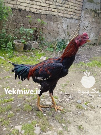 خروس لاری در صومعه سرا در گروه مرغ و خروس و بوقلمون و اردک قو قاز در یکمیوه -عکس1