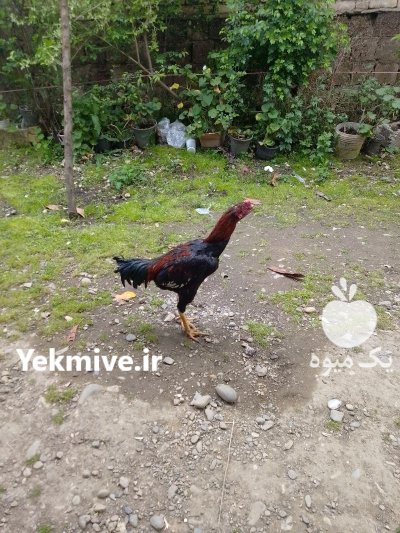 خروس لاری در صومعه سرا در گروه مرغ و خروس و بوقلمون و اردک قو قاز در یکمیوه -عکس2