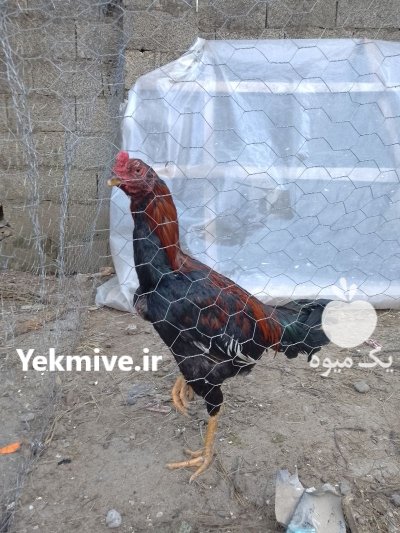 خروس لاری در صومعه سرا در گروه مرغ و خروس و بوقلمون و اردک قو قاز در یکمیوه -عکس3