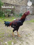 خروس لاری در صومعه سرا در گروه مرغ و خروس و بوقلمون و اردک قو قاز در یکمیوه