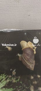 حلزون آچاتینا در کرج در گروه انواع محصولات شیلات در یکمیوه