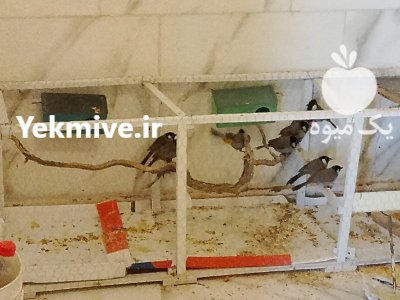 بلبل خرما در تهران در گروه خرید و فروش انواع پرنده در یکمیوه -عکس1