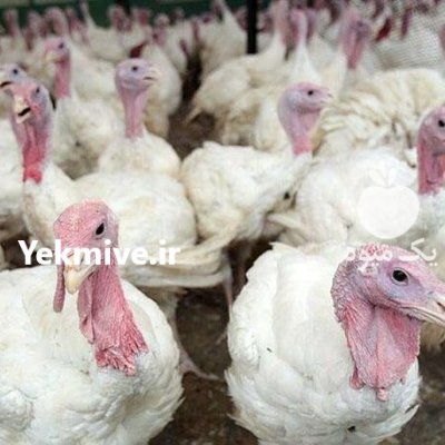 تخم نطفه دار بوقلمون بیوتی 6 در تبریز در گروه انواع تخم ها در یکمیوه -عکس1