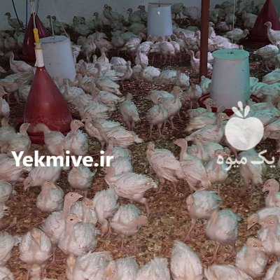 تخم نطفه دار بوقلمون بیوتی 6 در تبریز در گروه انواع تخم ها در یکمیوه -عکس2