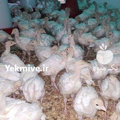 تخم نطفه دار بوقلمون برنز آمریکایی و بیوتی 6 گوشتی در کرمان در گروه انواع تخم ها در یکمیوه -عکس2