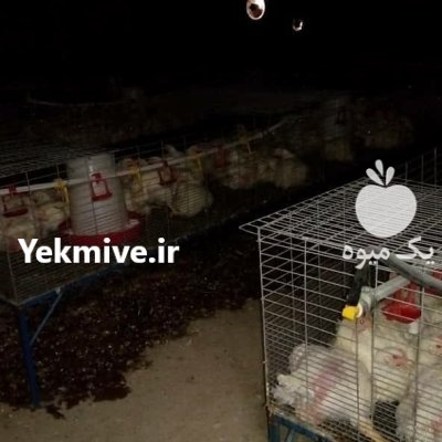 تخم نطفه دار بوقلمون برنز آمریکایی و بیوتی 6 گوشتی در کرمان در گروه انواع تخم ها در یکمیوه -عکس1