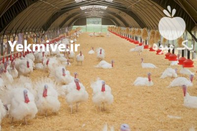 تخم نطفه دار بوقلمون برنز آمریکایی و بیوتی 6 گوشتی در کرمان در گروه انواع تخم ها در یکمیوه -عکس4
