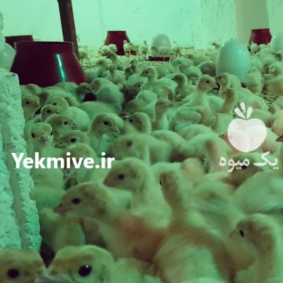 تخم نطفه دار بوقلمون برنز آمریکایی و بیوتی 6 گوشتی در کرمان در گروه انواع تخم ها در یکمیوه -عکس3