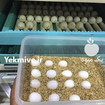تخم نطفه دارطوطیسان کاسکو دم قرمز در شیراز در گروه انواع تخم ها در یکمیوه -عکس2