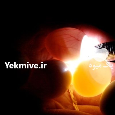 تخم نطفه دارطوطیسان کاسکو دم قرمز در شیراز در گروه انواع تخم ها در یکمیوه -عکس3