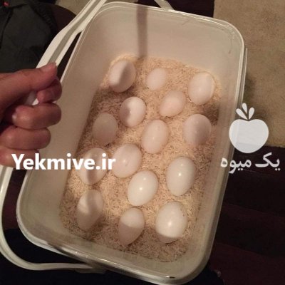 تخم نطفه دارطوطیسان کاسکو دم قرمز در شیراز در گروه انواع تخم ها در یکمیوه -عکس1