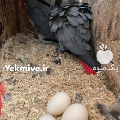 تخم نطفه دارطوطیسان کاسکو دم قرمز در شیراز در گروه انواع تخم ها در یکمیوه -عکس4