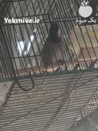 بلبل خرما بخون در کرمان در گروه خرید و فروش انواع پرنده در یکمیوه