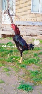 فروش لاری نژاد دار در ملکان در گروه مرغ و خروس و بوقلمون و اردک قو قاز در یکمیوه