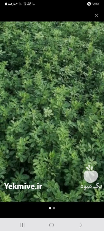 یونجه در پارس آباد در گروه خوراک دام و طیور در یکمیوه -عکس1