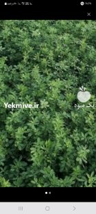 یونجه در پارس آباد در گروه خوراک دام و طیور در یکمیوه