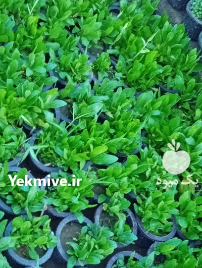 فروش نشا توت فرنگی گوجه خیار در تبریز در گروه خرید و فروش توت فرنگی در یکمیوه -عکس1